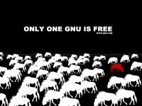 GNU-Herde