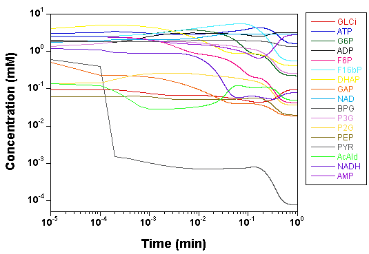 Yeast model computation by JDesigner